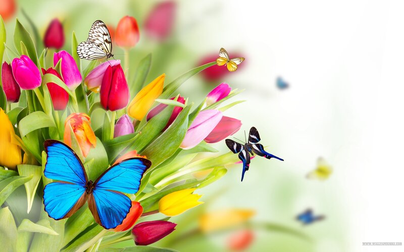 Butterflies on Tulips — Blue, Vibrant, Spring