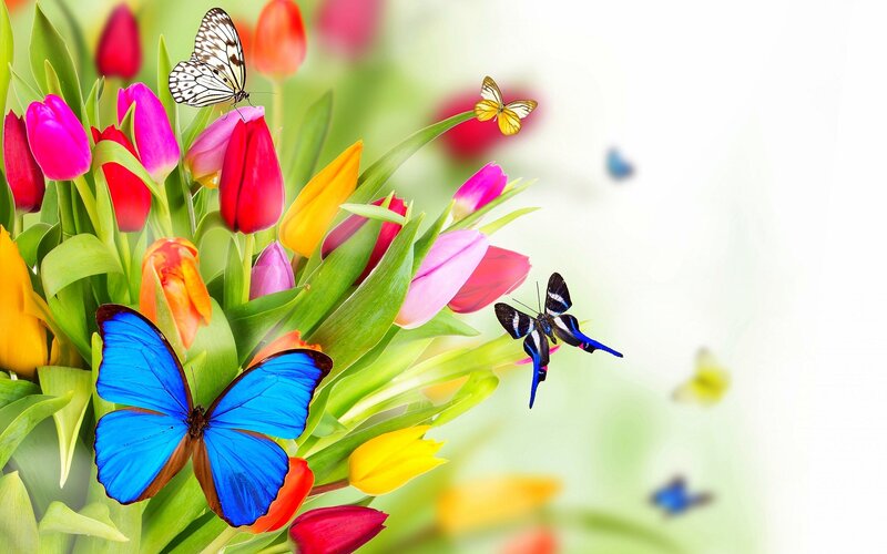 Butterflies on Tulips — Blue, Vibrant