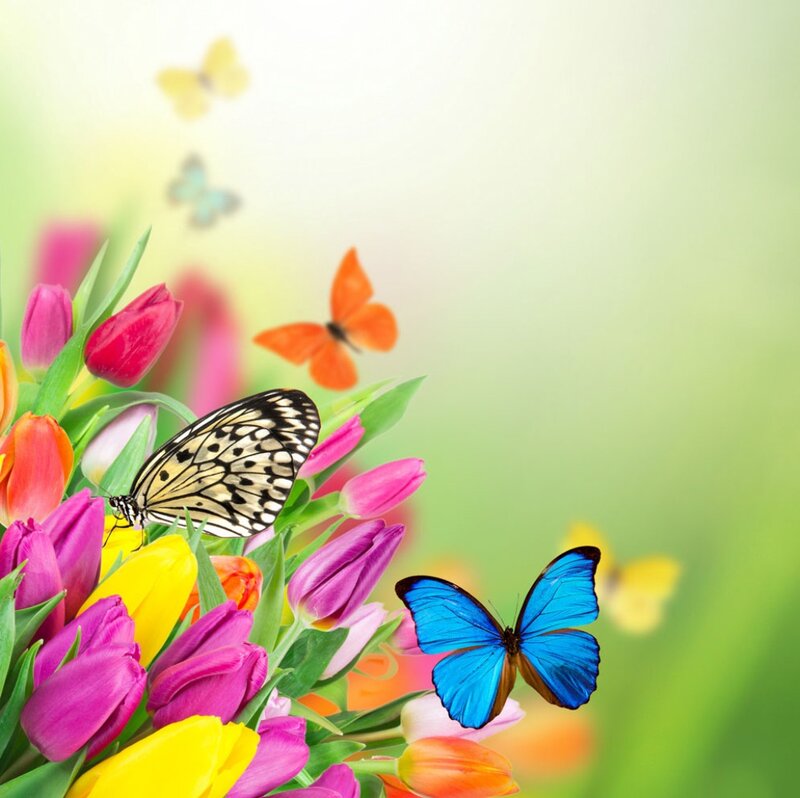 Butterflies on Tulips — Pink, Serene