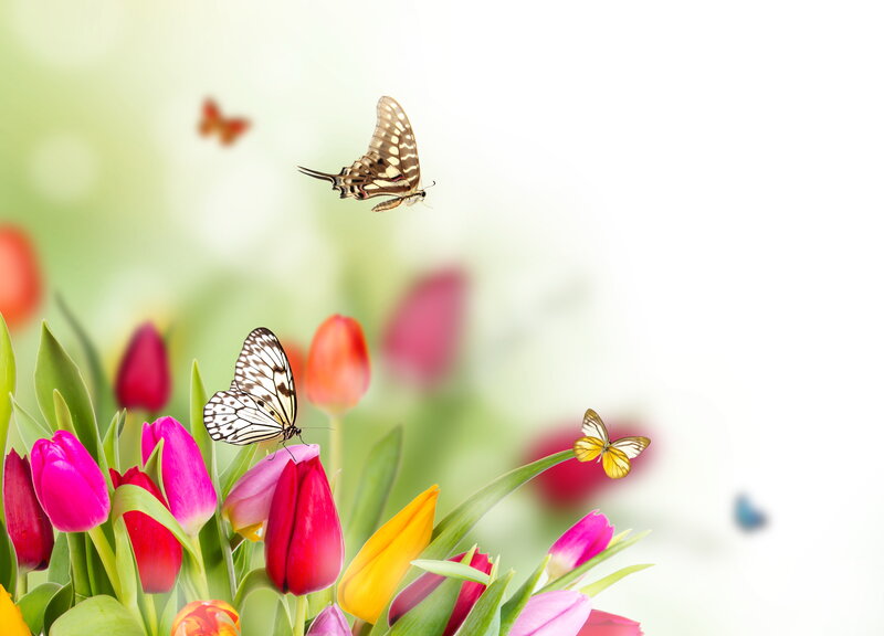 Butterflies on Tulips — Pink