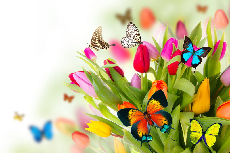 Butterflies on Tulips — Pink, Vibrant, Spring