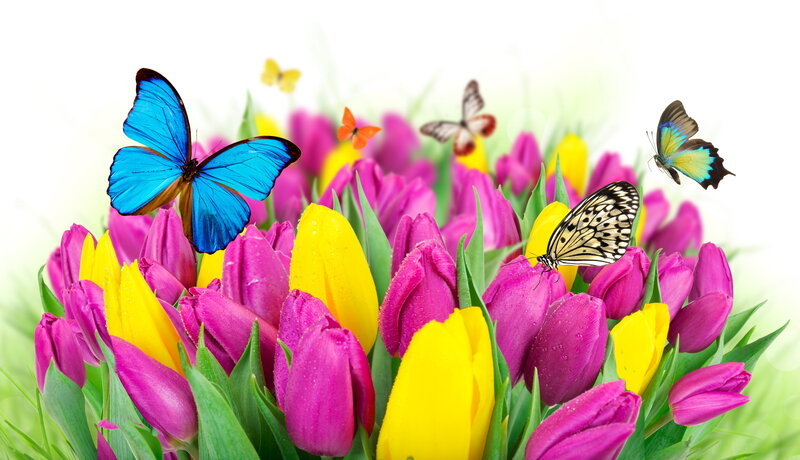 Butterflies on Tulips — Pink, Vibrant