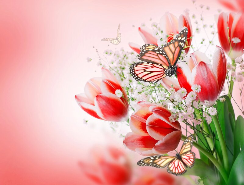 Butterflies on Tulips — Red