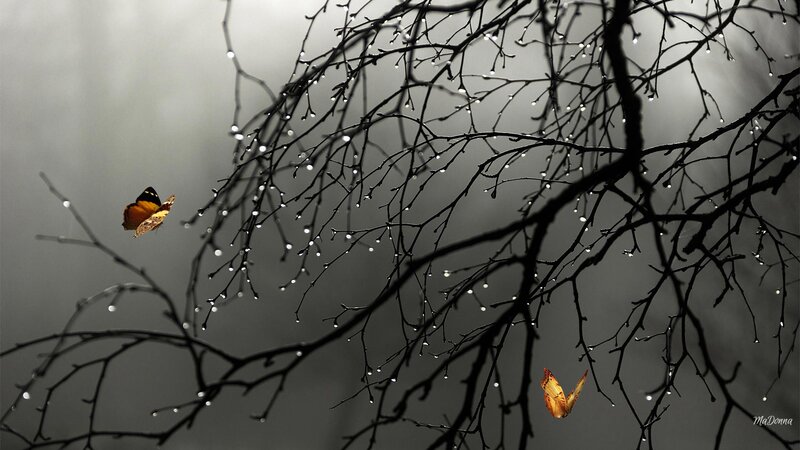 Butterflies on Wet Branches