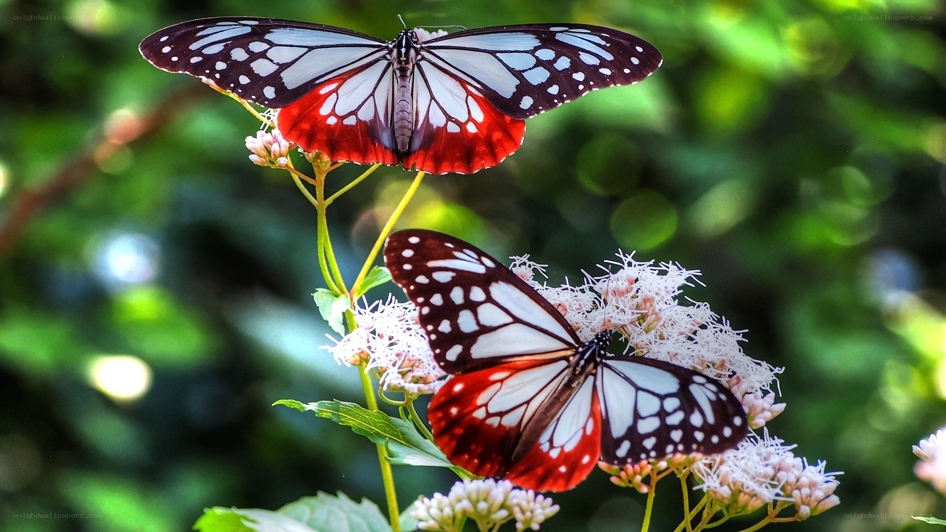 Butterflies on white flowers