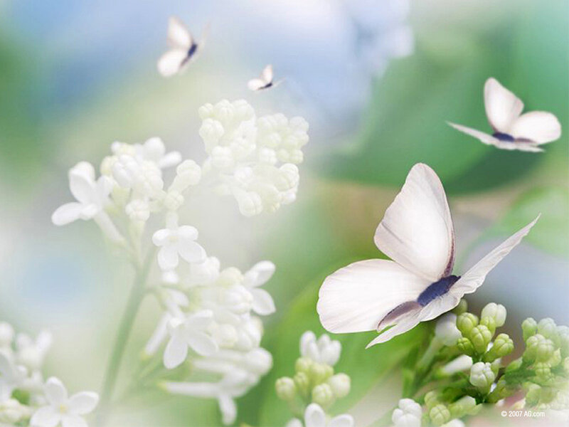 Butterflies on white flowers