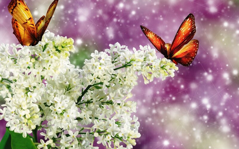 Butterflies on White Flowers — Dreamy