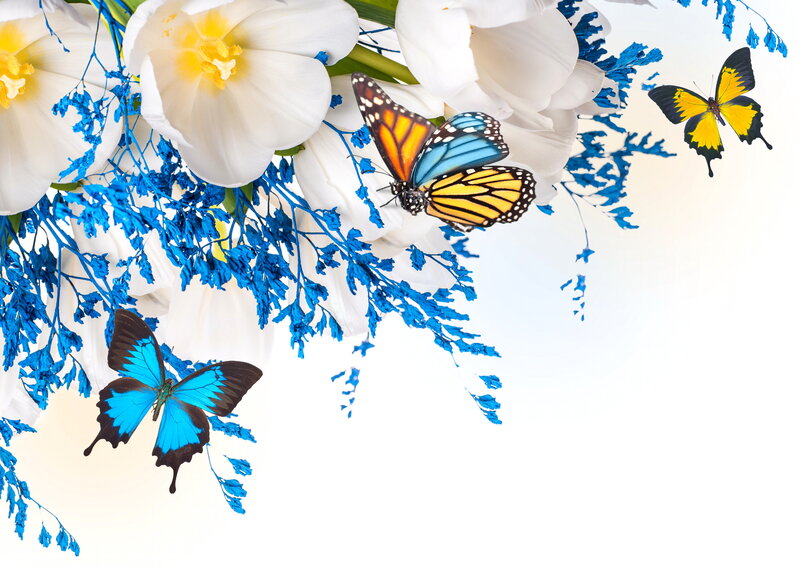 Butterflies on White Flowers — Serene, Photograph