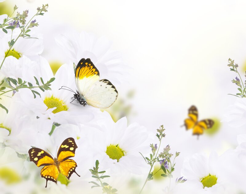 Butterflies on White Flowers — Serene, Spring, Photograph