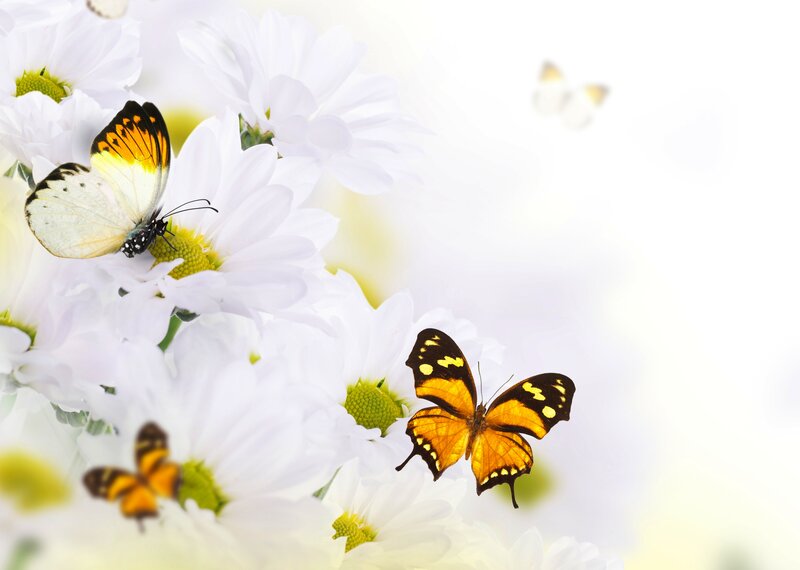Butterflies on White Flowers — Serene, Spring