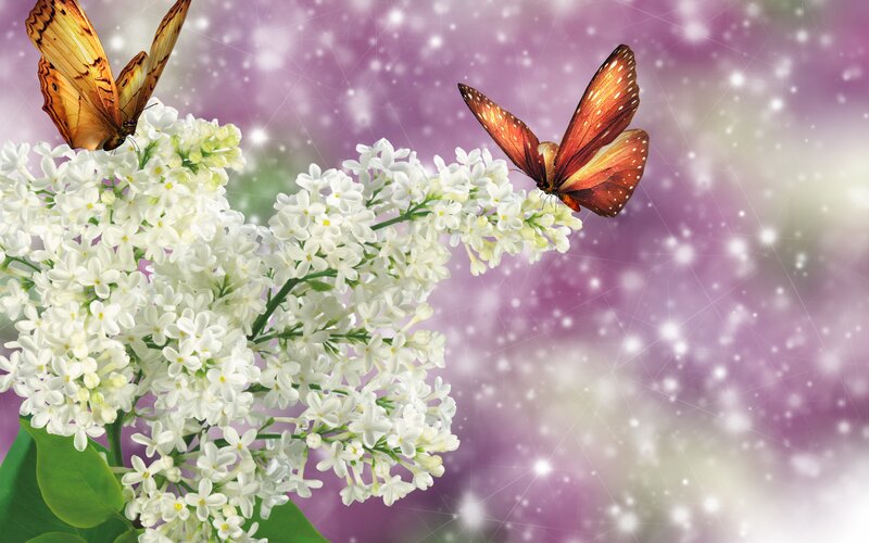 Butterflies on White Flowers — Serene