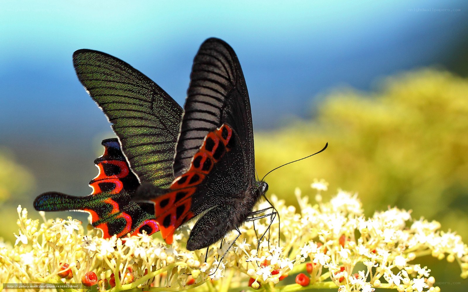 Butterflies on white flowers
