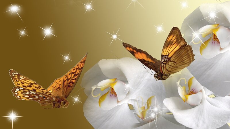 Butterflies on White Orchids