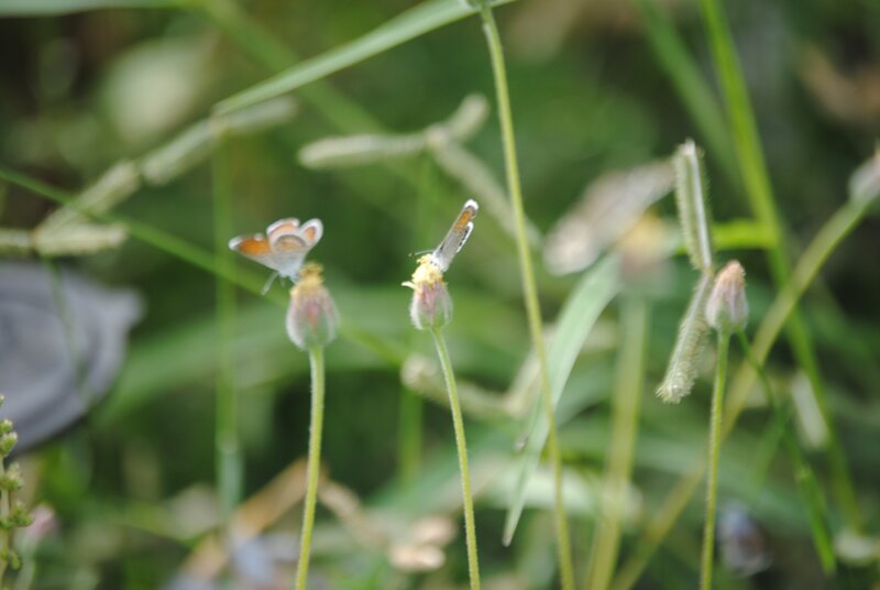 Butterflies on wildflowers