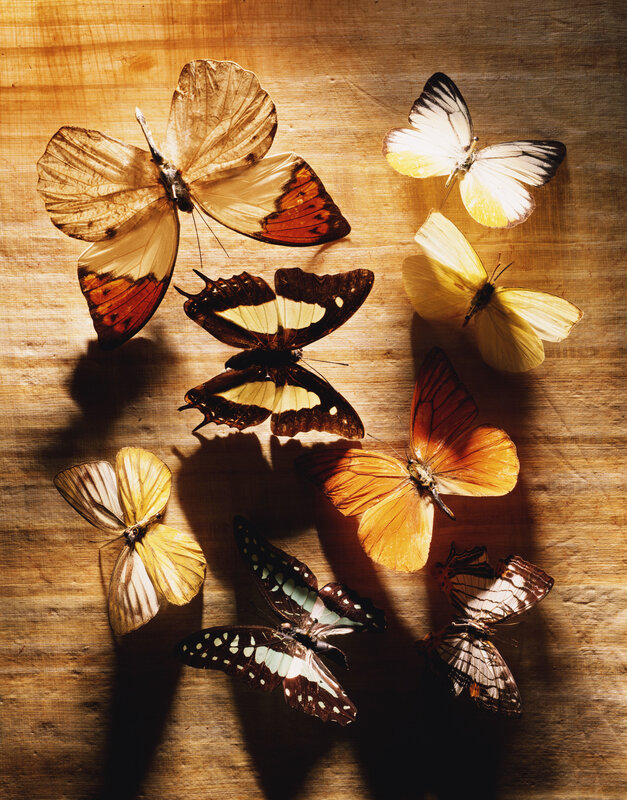 Butterflies on Wood — Brown, Dramatic, Photograph, Wood Surface, Light, Shadows