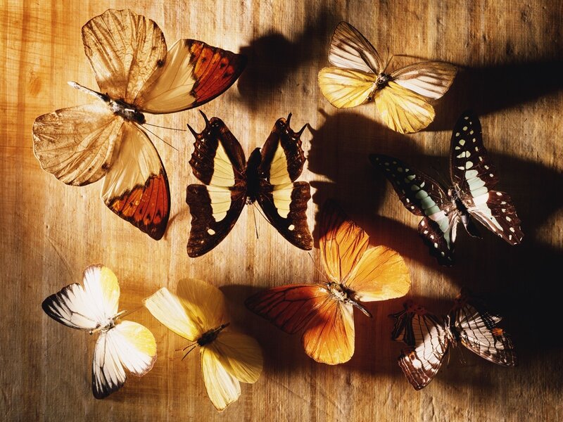 Butterflies on Wood — Brown, Dramatic, Photograph, Wood Surface, Light, Shadows, Yellow, Orange