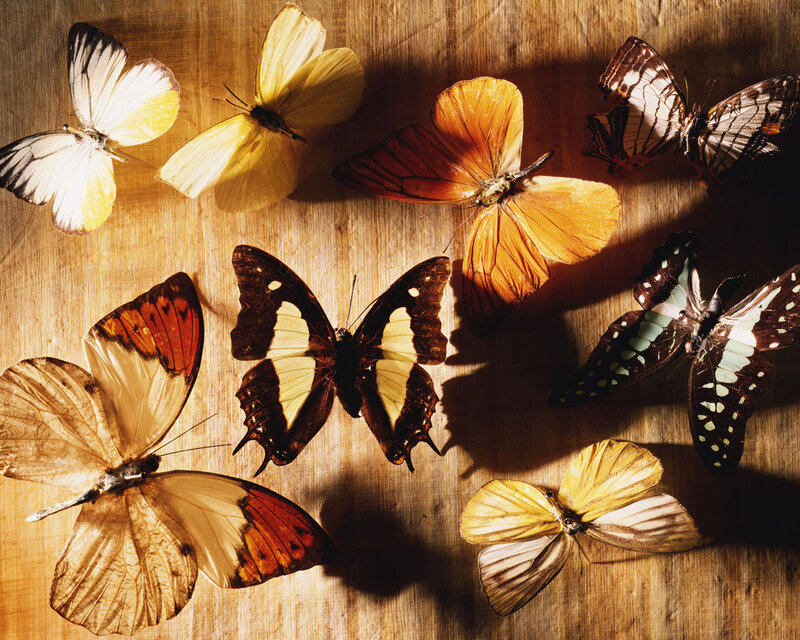 Butterflies on Wood — Brown, Dramatic, Photograph, Wood Surface, Light