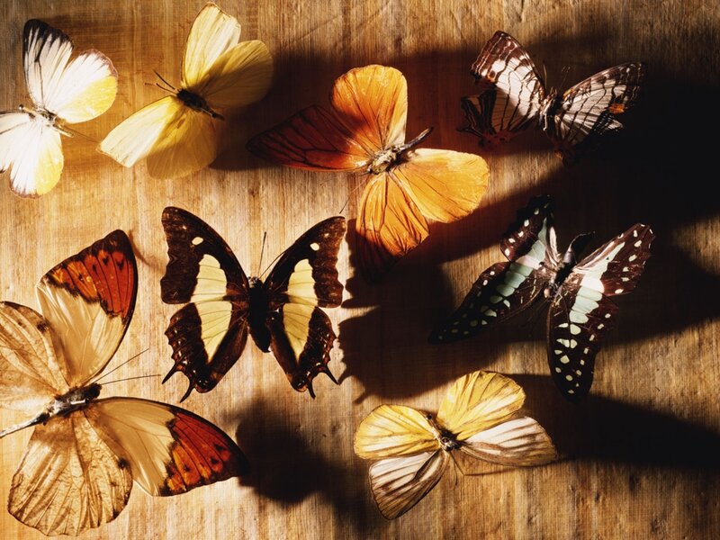 Butterflies on Wood — Brown, Dramatic, Photograph, Wood Surface