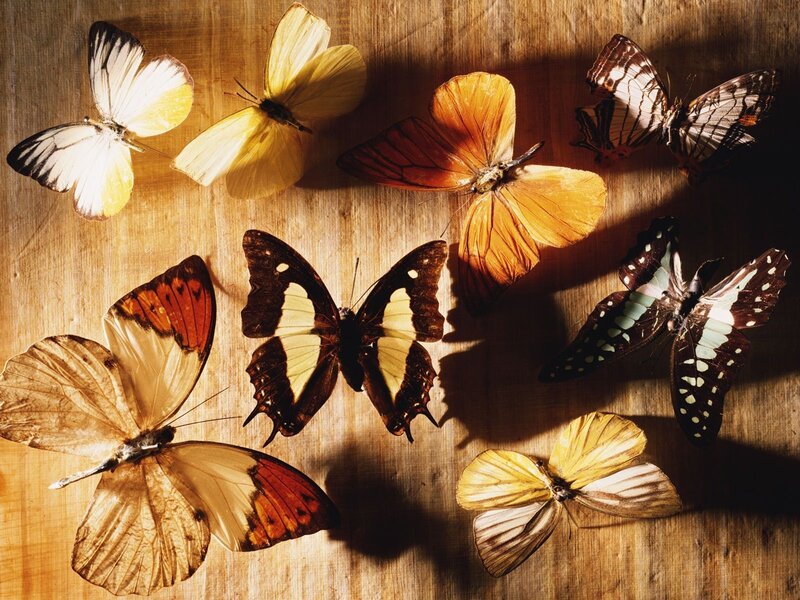 Butterflies on Wood — Brown, Dramatic