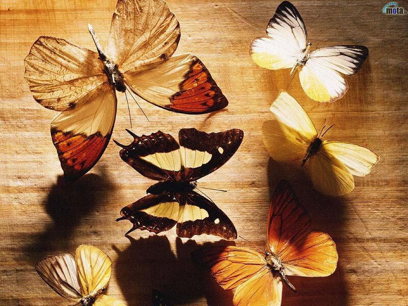 Butterflies on Wood — Brown
