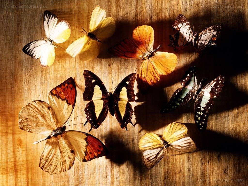 butterflies on wooden surface