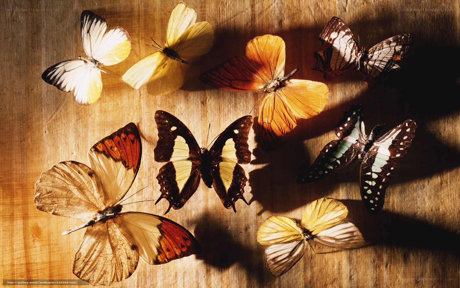 Butterflies on wooden surface