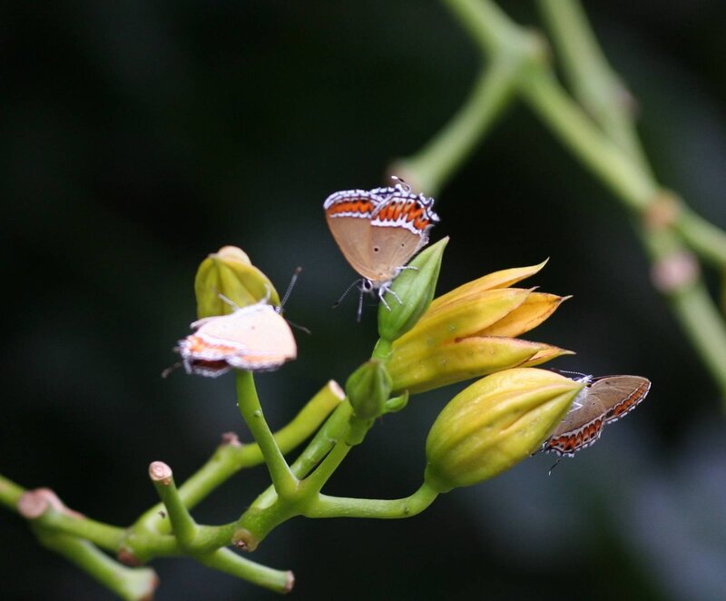 Butterflies on yellow buds