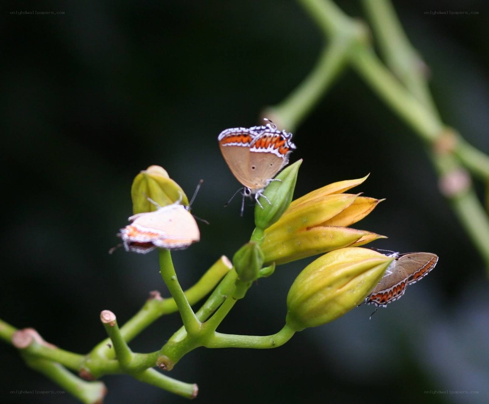 Butterflies on yellow buds
