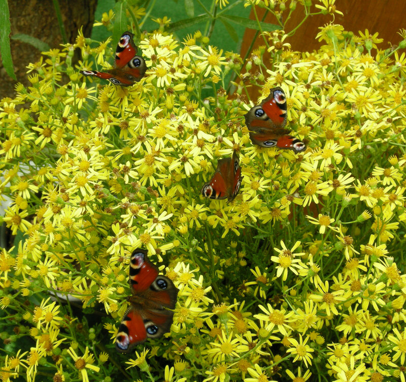 Butterflies on yellow flowers