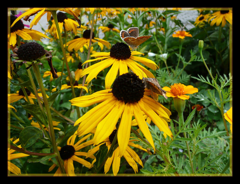 Butterflies on Yellow Flowers — Natural, Summer