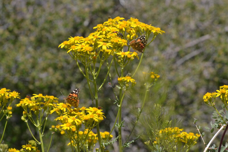Butterflies on Yellow Flowers — Natural
