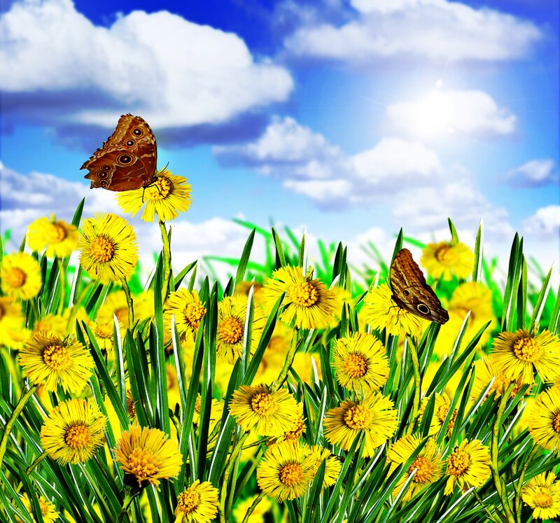Butterflies on Yellow Flowers — Serene, Afternoon, Photograph