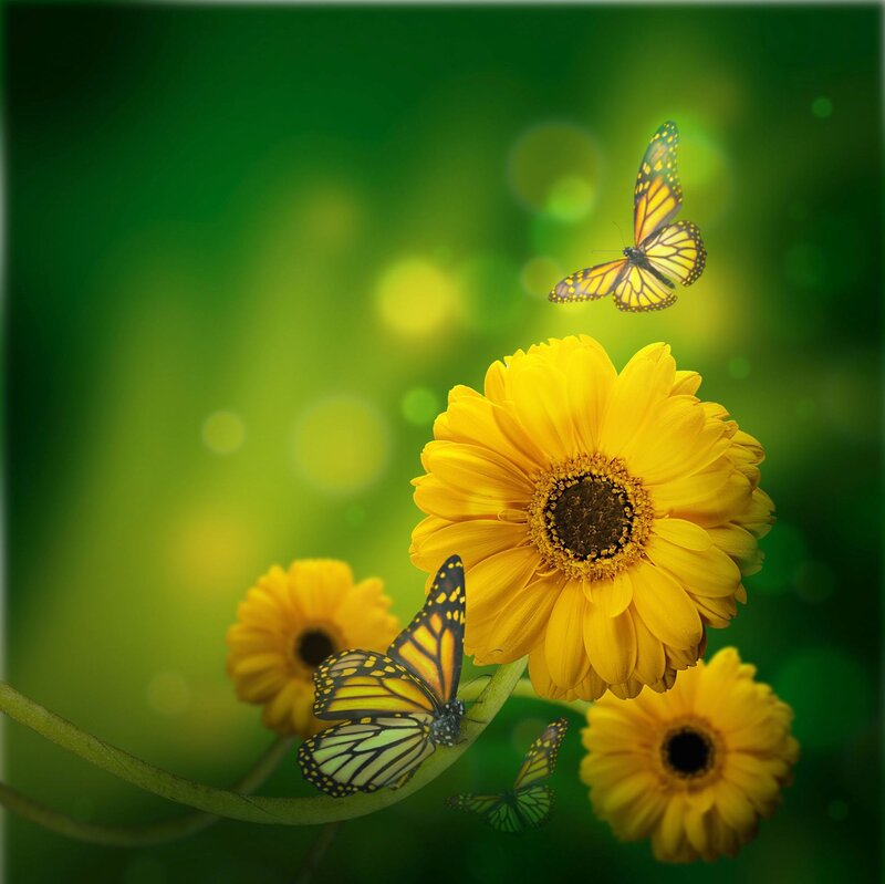 Butterflies on Yellow Flowers — Serene, Afternoon