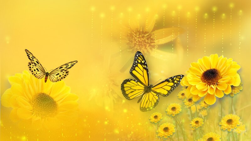 Butterflies on Yellow Flowers — Serene