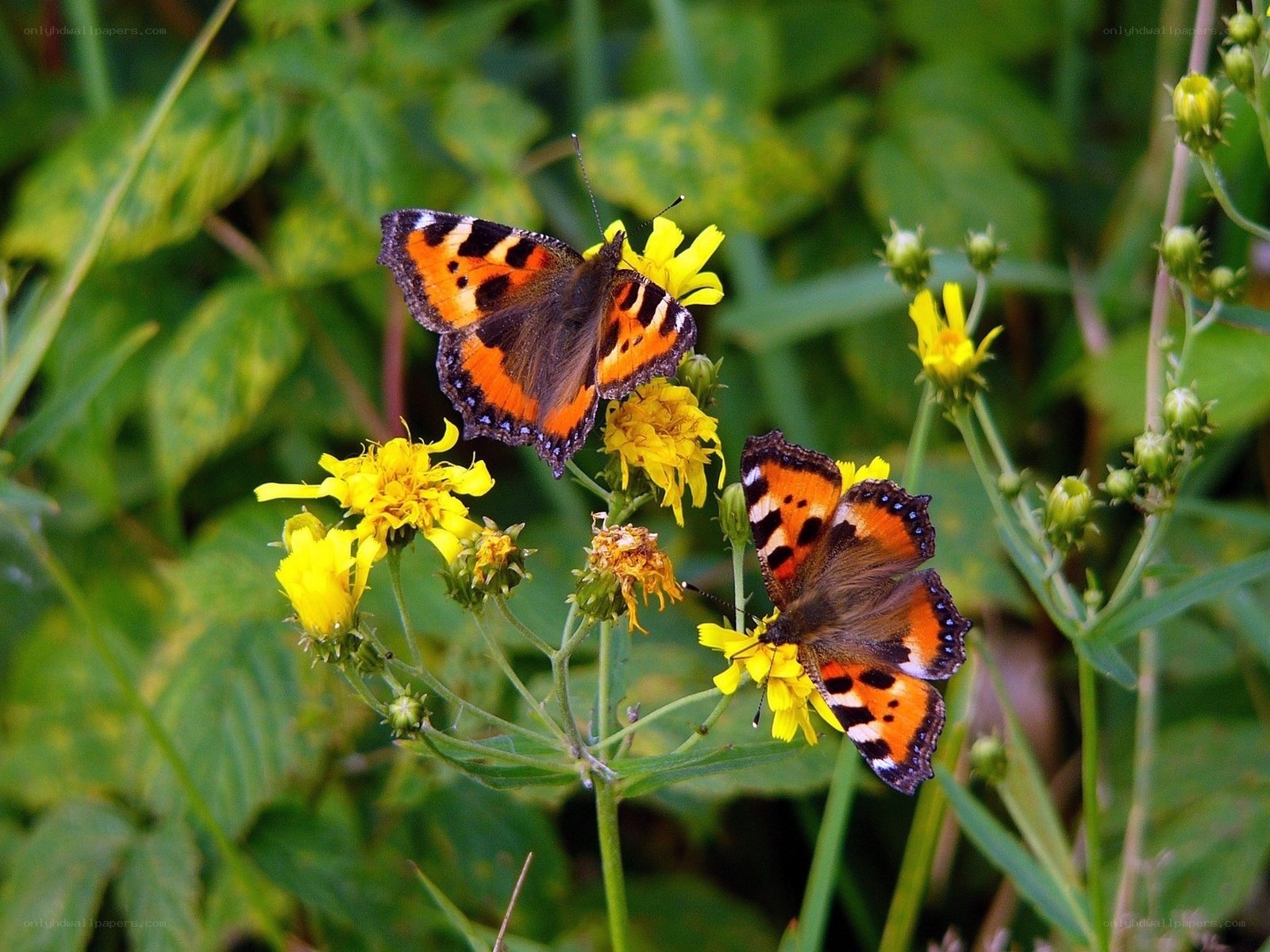 Butterflies on yellow flowers