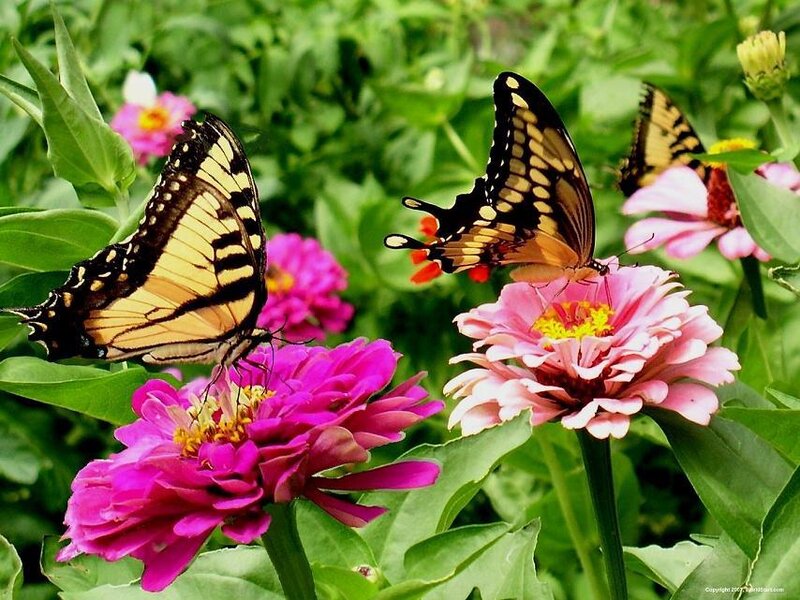 Butterflies on Zinnia Flowers