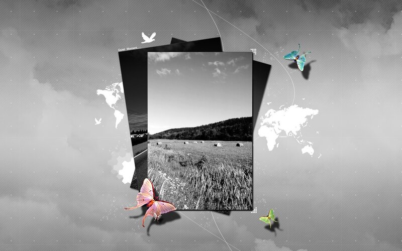 Butterflies over a black and white landscape