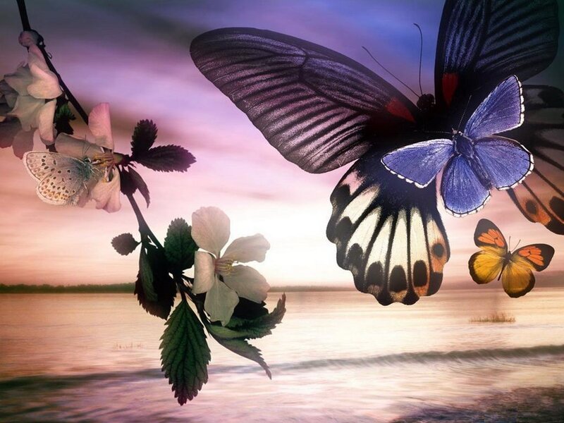 Butterflies over a lake at sunset
