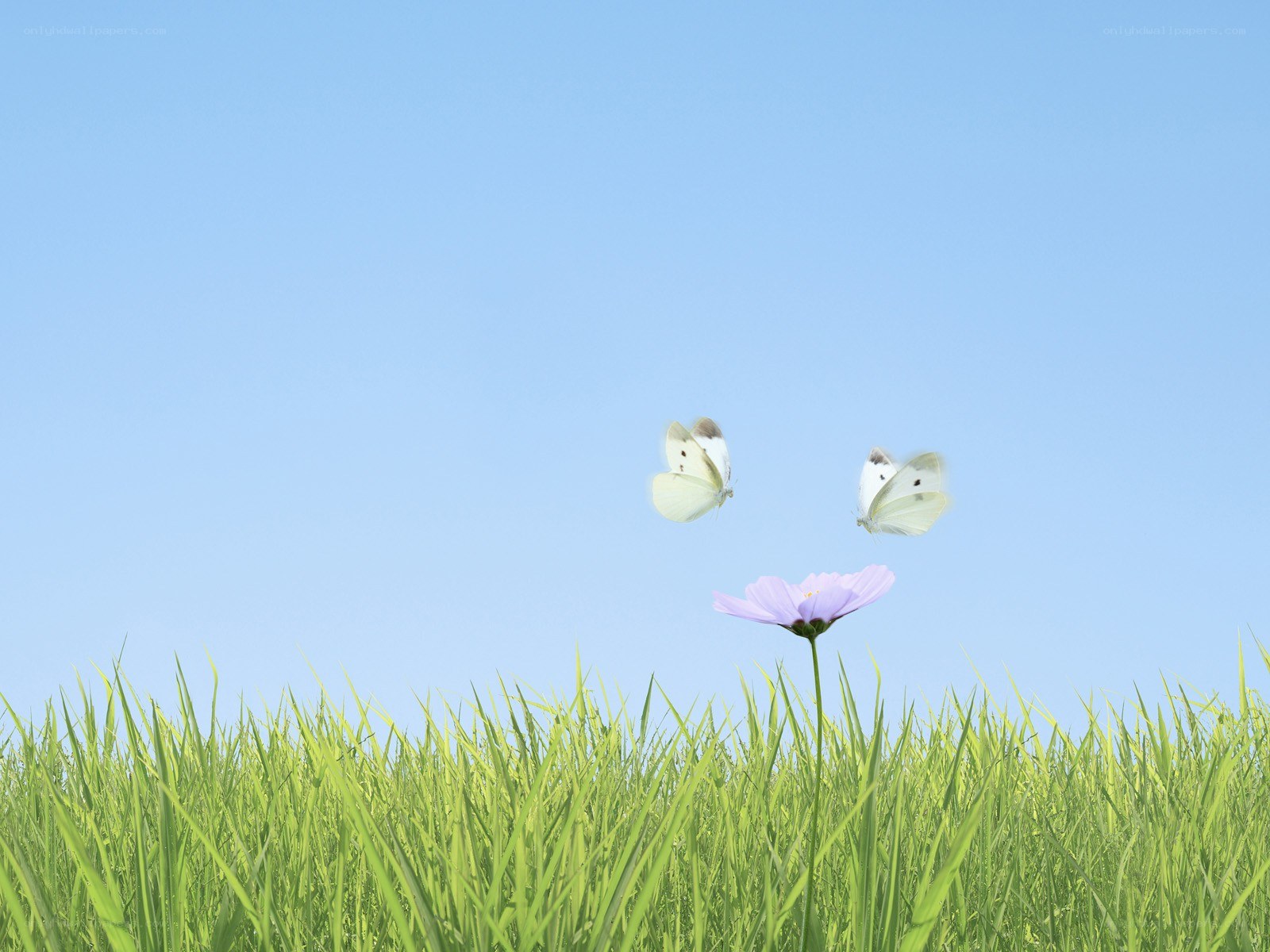 Butterflies over a purple flower