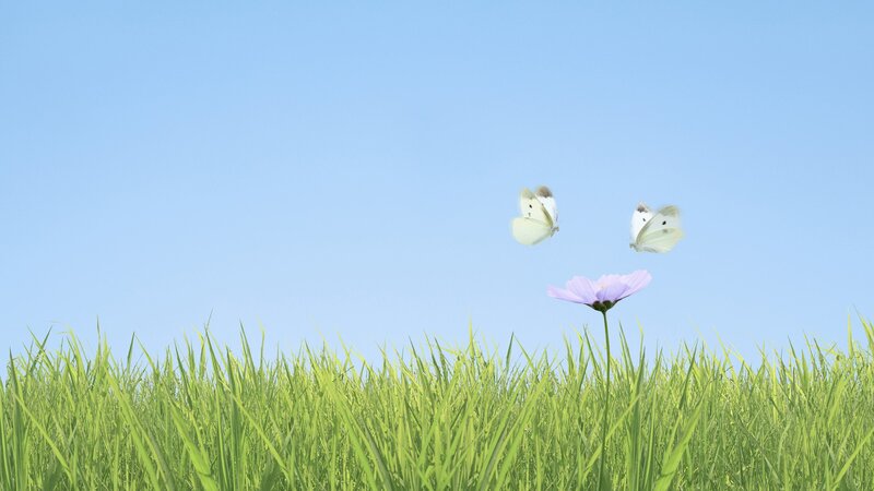 butterflies over a purple flower