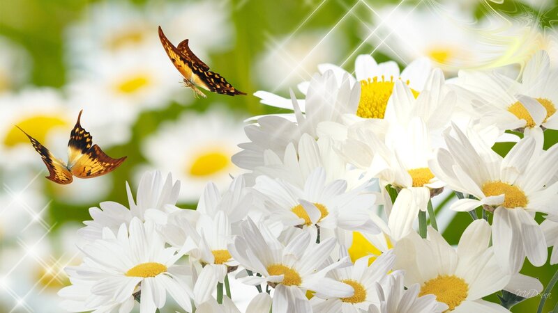 Butterflies over Daisies