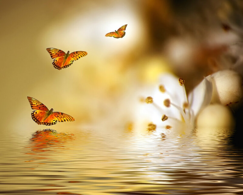 Butterflies over Water — Orange