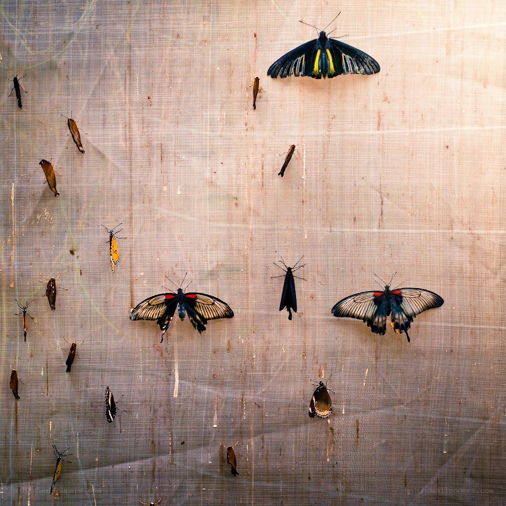 Butterflies pinned on display