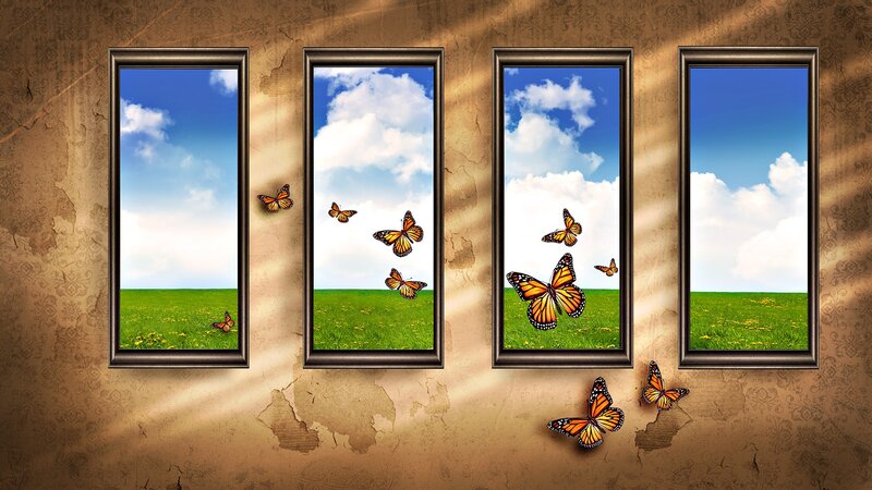 Butterflies through windows