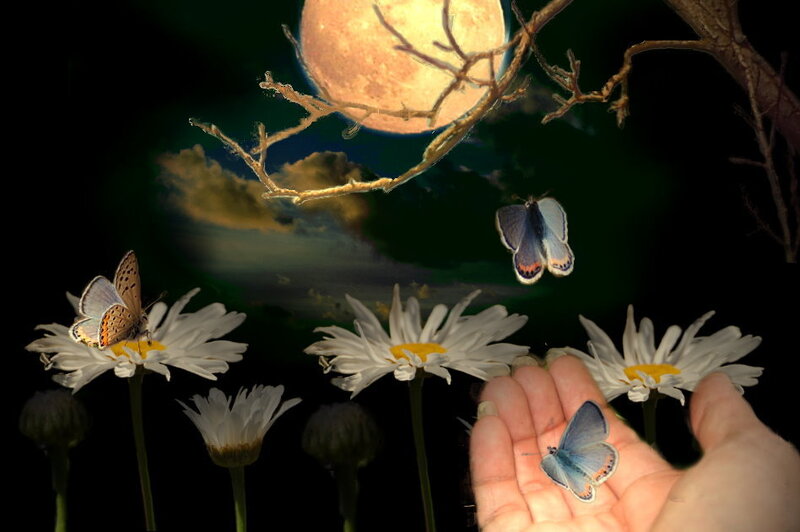 butterflies under the moon