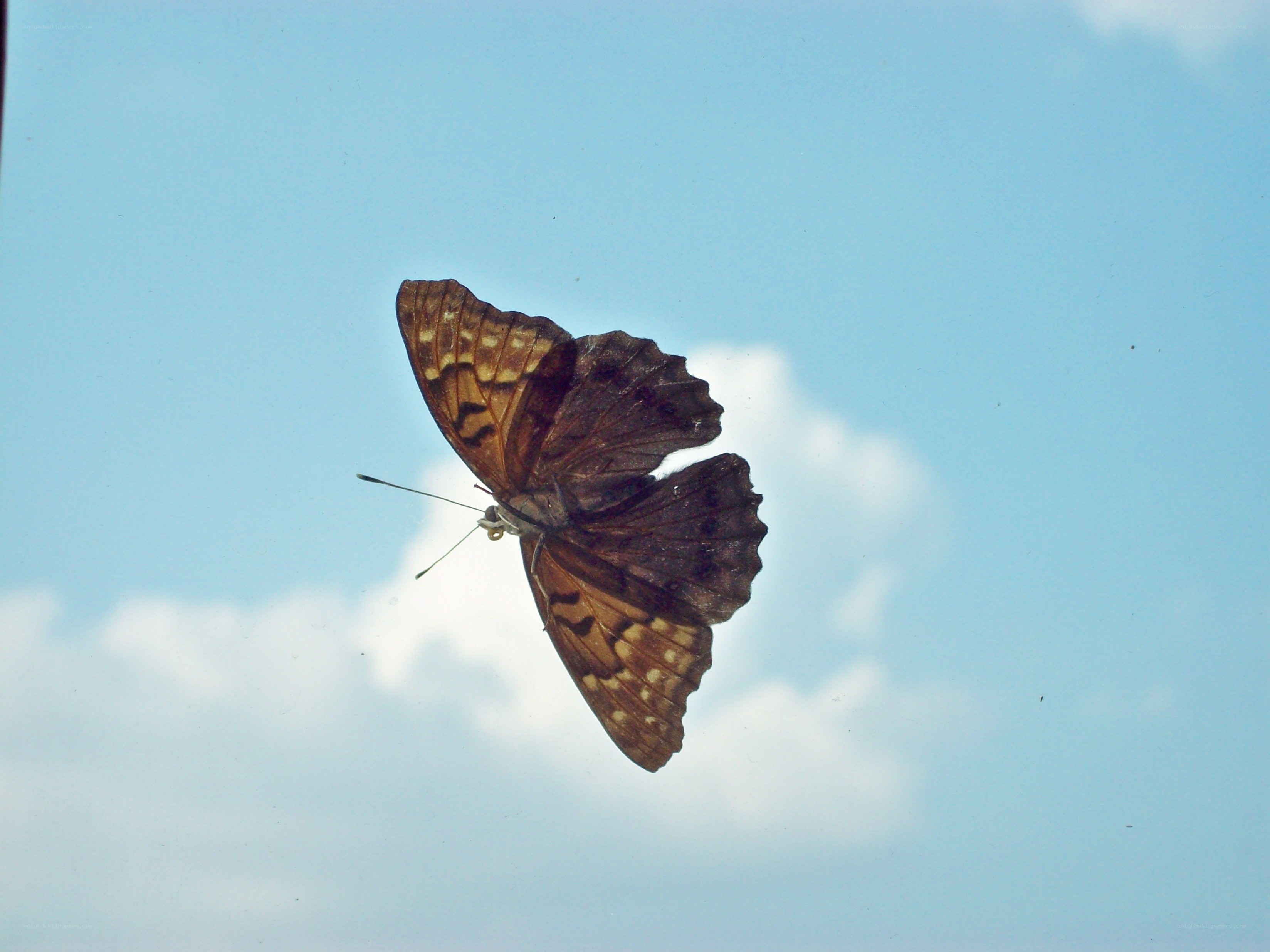 butterfly against blue sky