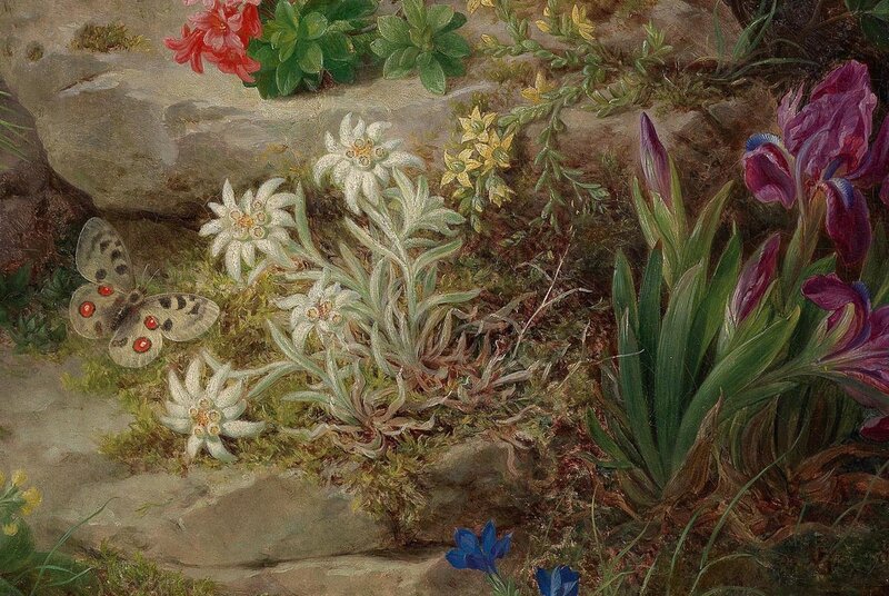 Butterfly Among Alpine Flowers