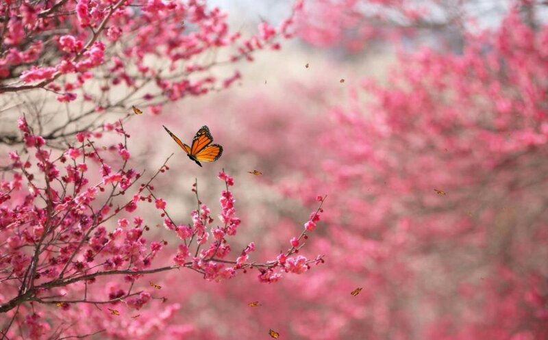 Butterfly Among Blossoms — Pink