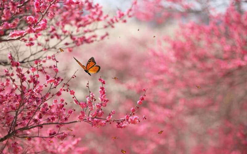 Butterfly Among Blossoms