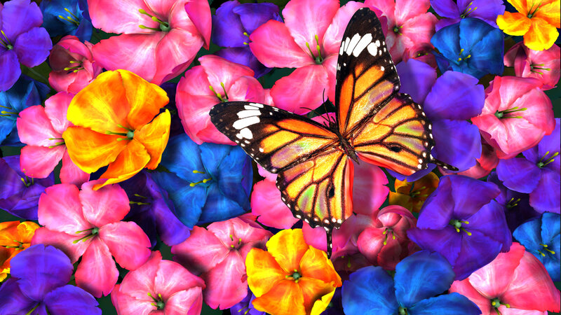 butterfly among colorful flowers